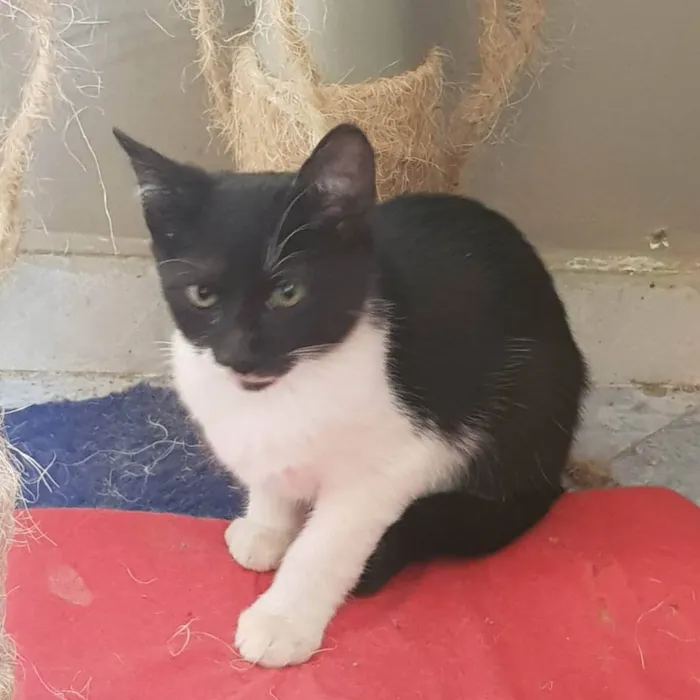 Gato ra a Felino SRD idade 2 a 6 meses nome Batman