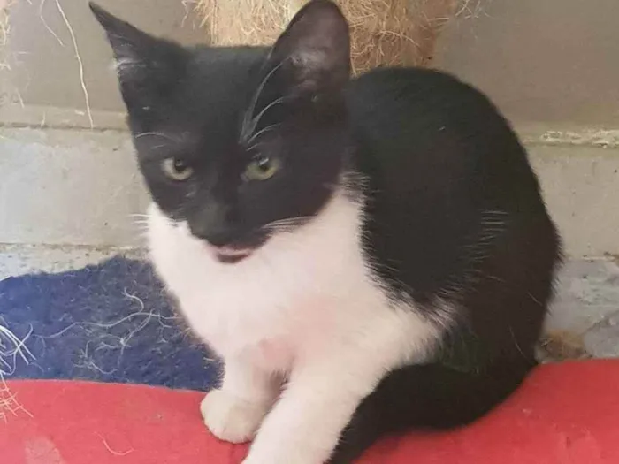 Gato ra a Felino SRD idade 2 a 6 meses nome Batman