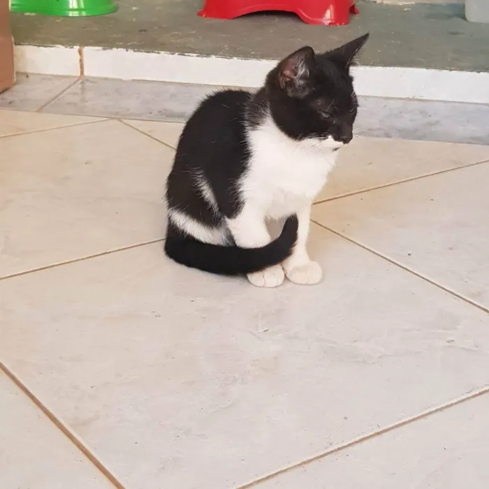 Gato ra a Felino SRD idade 2 a 6 meses nome Batman