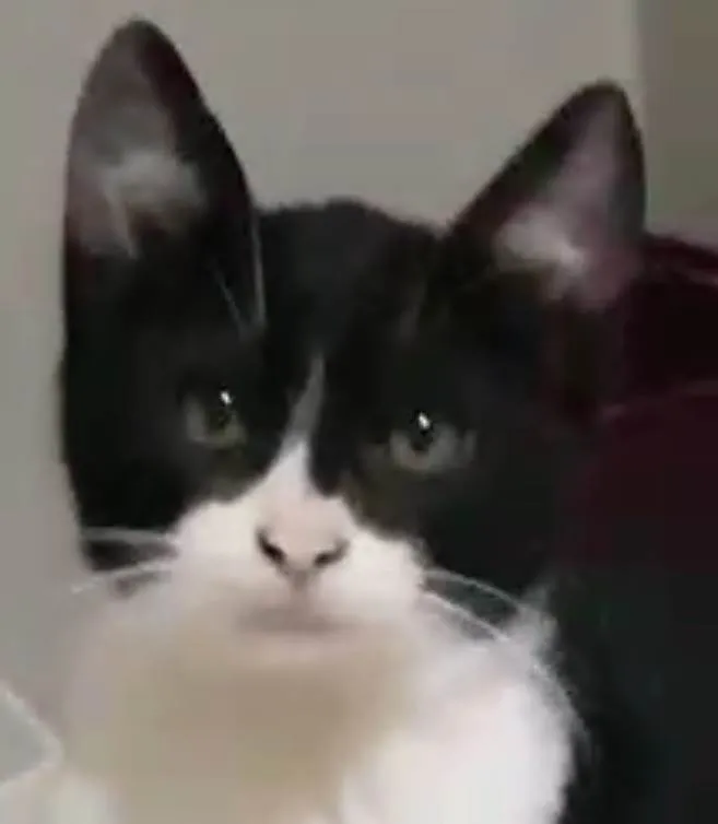 Gato ra a  idade 2 a 6 meses nome ROBIN