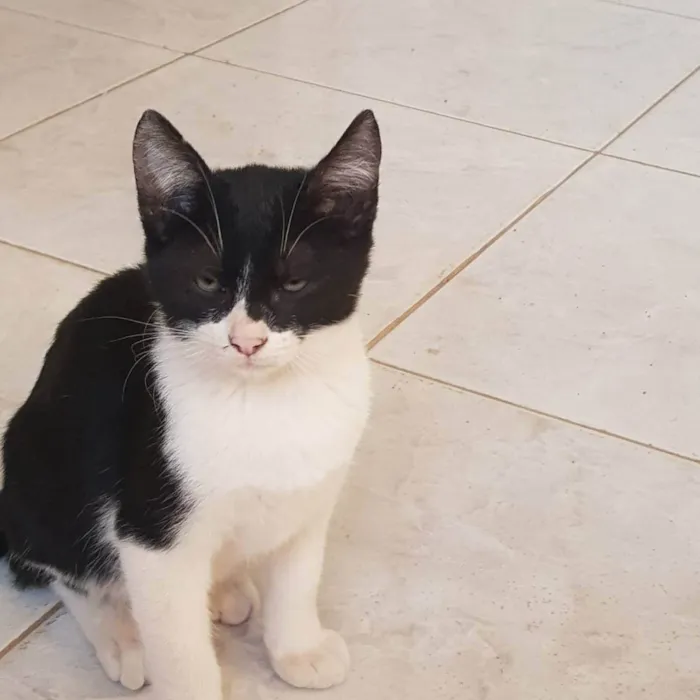 Gato ra a  idade 2 a 6 meses nome ROBIN