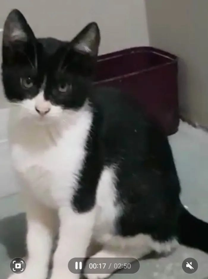 Gato ra a  idade 2 a 6 meses nome ROBIN