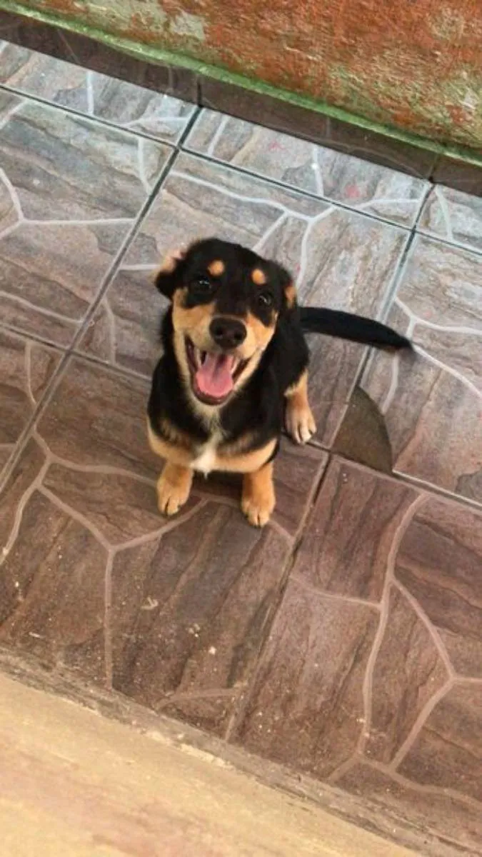 Cachorro ra a Vira-lata idade 7 a 11 meses nome Toby