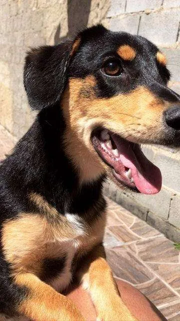 Cachorro ra a Vira-lata idade 7 a 11 meses nome Toby