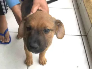Cachorro raça Labrador idade  nome N tem nome ainda