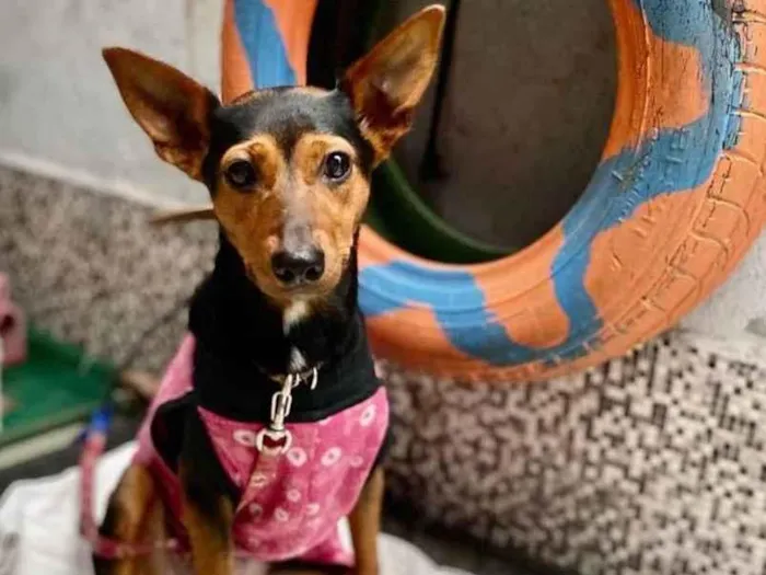 Cachorro ra a  idade 1 ano nome Cacau