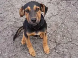 Cachorro raça SRD idade 2 a 6 meses nome filo