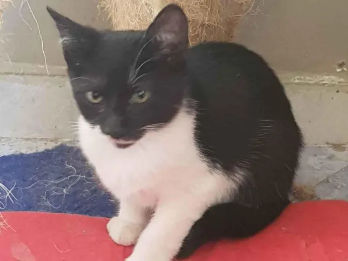 Gato ra a Felino SRD idade 2 a 6 meses nome Batman