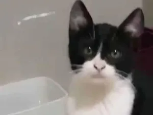 Gato raça  idade 2 a 6 meses nome ROBIN