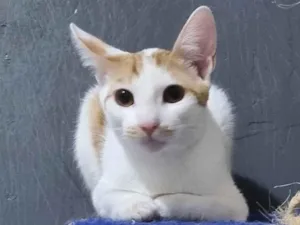 Gato raça Felino SRD idade 7 a 11 meses nome Tom Tom 