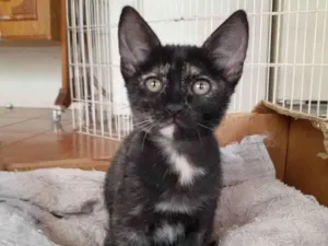 Gato raça SRD idade 2 a 6 meses nome GATINHA
