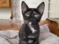 GATINHA
