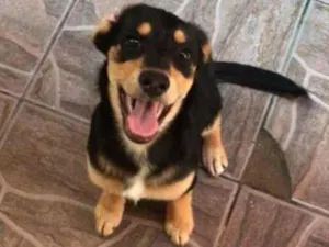 Cachorro raça Vira-lata idade 7 a 11 meses nome Toby