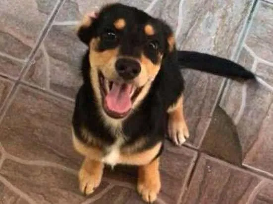 Cachorro ra a Vira-lata idade 7 a 11 meses nome Toby