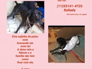 Cachorro raça Srd idade 6 ou mais anos nome Pretinha 