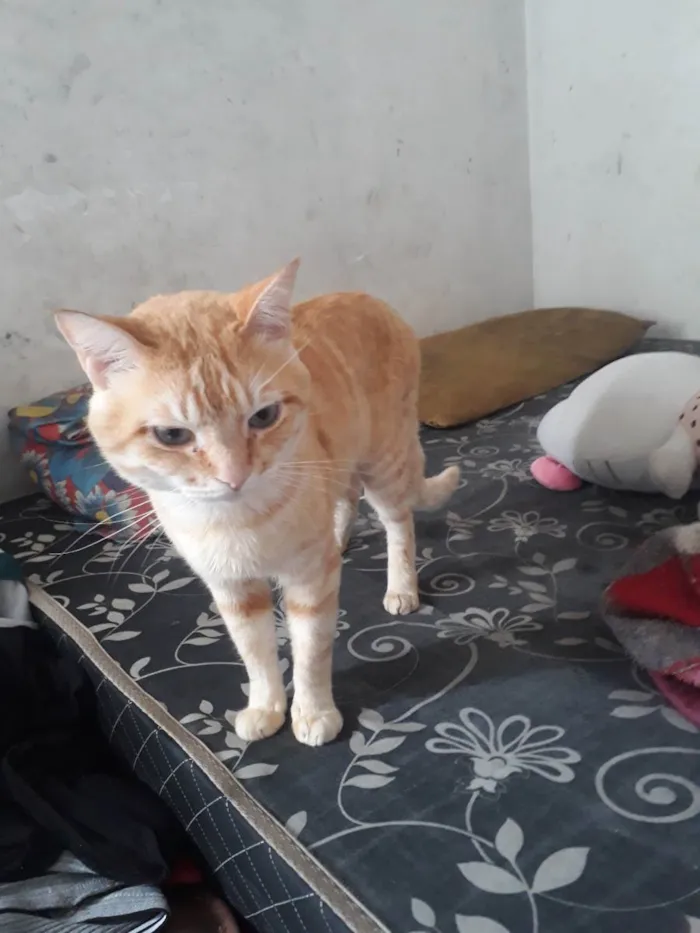 Gato raça Angorá idade 4 anos nome Greg