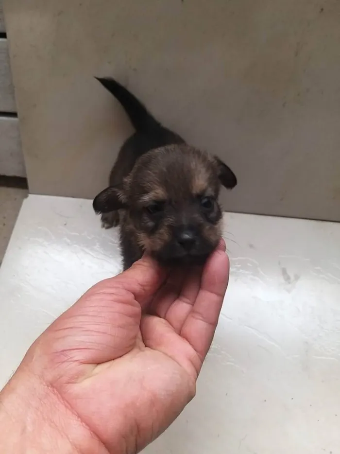 Cachorro raça Não tem  idade Abaixo de 2 meses nome Não tem 
