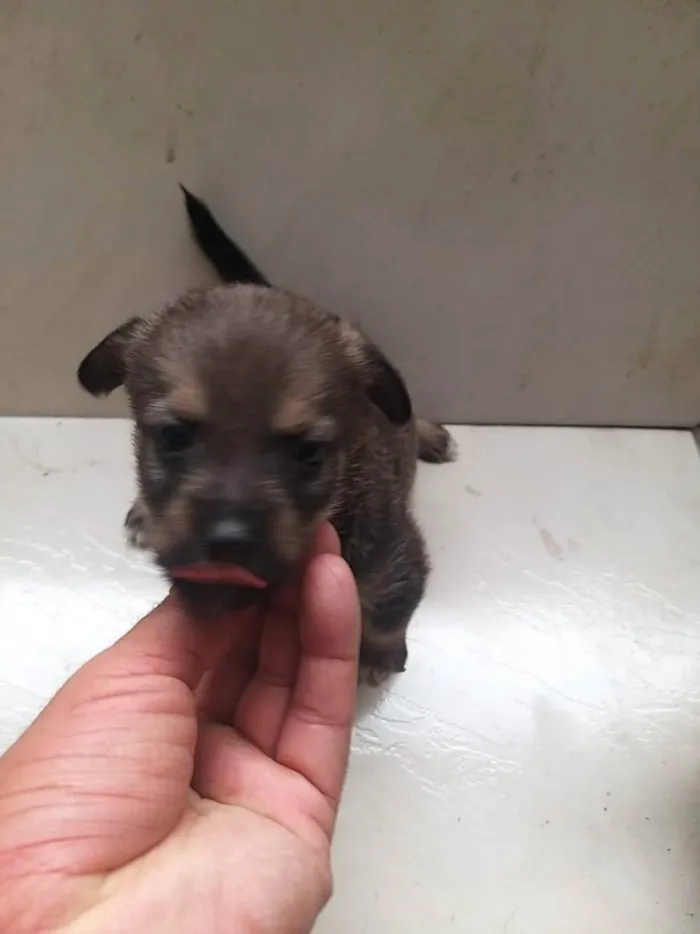 Cachorro raça Não tem  idade Abaixo de 2 meses nome Não tem 