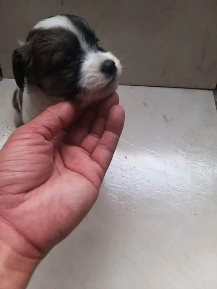 Cachorro raça Não tem  idade Abaixo de 2 meses nome Não tem 