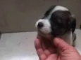 Cachorro raça Não tem  idade Abaixo de 2 meses nome Não tem 
