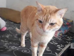 Gato raça Angorá idade 4 anos nome Greg