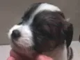 Cachorro raça Não tem  idade Abaixo de 2 meses nome Não tem 