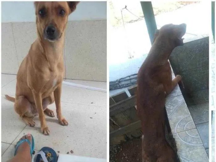 Cachorro raça Virá lata com rotwailer  idade 1 ano nome Spok macho, Joy fême