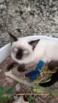Gato ra a Mistura de Siamês  idade 2 a 6 meses nome Anastacia 