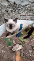 Gato ra a Mistura de Siamês  idade 2 a 6 meses nome Anastacia 