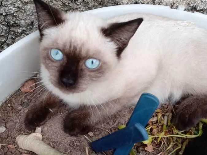 Gato ra a Mistura de Siamês  idade 2 a 6 meses nome Anastacia 