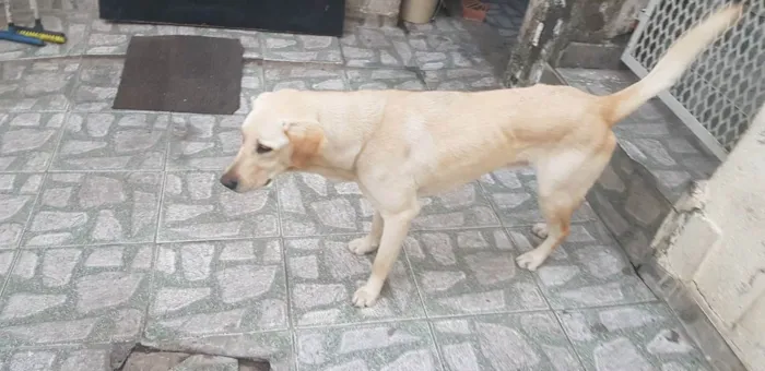 Cachorro ra a Labrador  idade  nome Boby