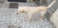 Boby