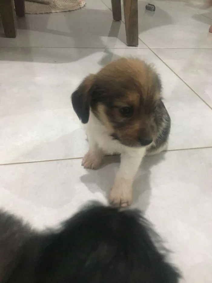 Cachorro raça Pequeno idade  nome Toto