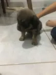 Toto