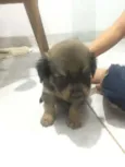 Toto