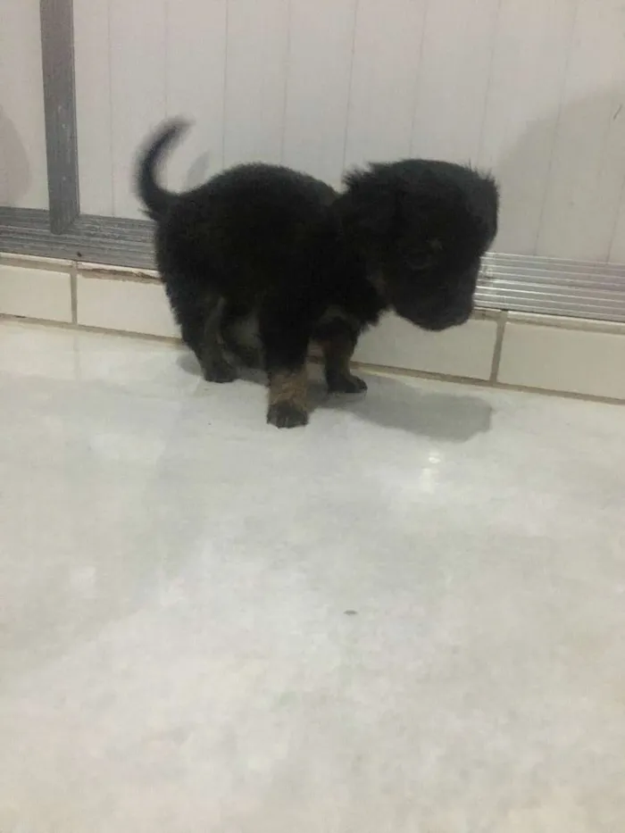 Cachorro raça Pequeno idade  nome Toto