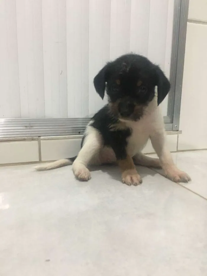 Cachorro raça Pequeno idade  nome Toto