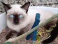 Gato ra a Mistura de Siamês  idade 2 a 6 meses nome Anastacia 