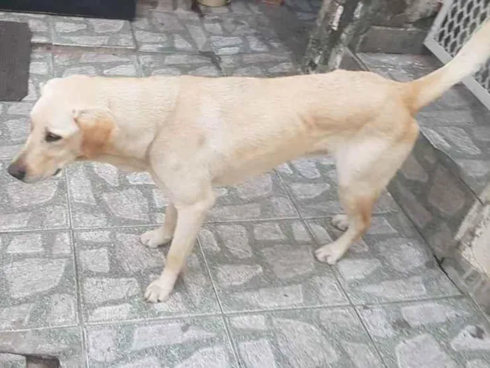 Cachorro ra a Labrador  idade  nome Boby