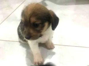 Cachorro raça Pequeno idade  nome Toto