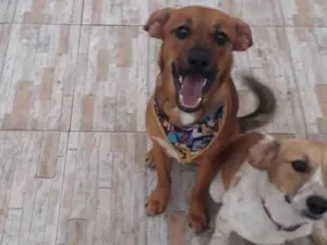 Cachorro raça Mãe e  mistura salchicha C vir idade 7 a 11 meses nome Chocolate  e cristal