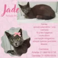 Jade