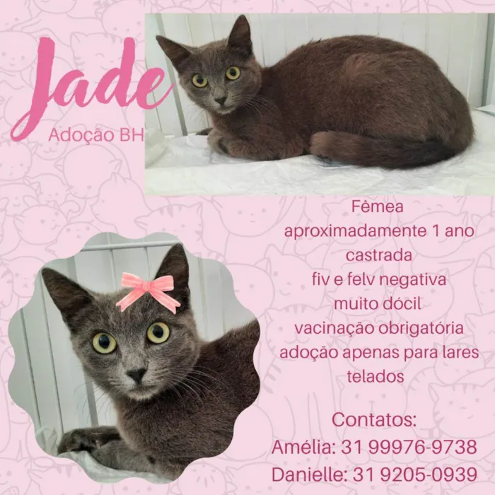 Gato raça Srd idade 1 ano nome Jade
