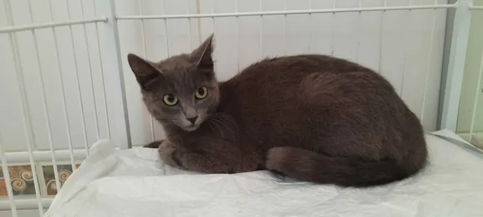 Gato raça Srd idade 1 ano nome Jade