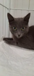 Jade