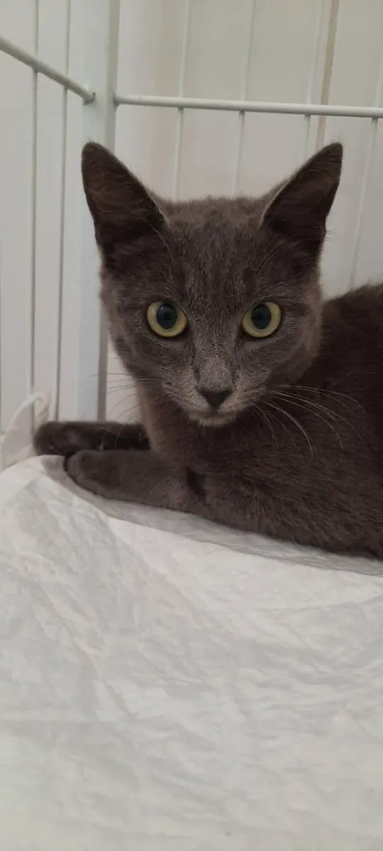 Gato raça Srd idade 1 ano nome Jade