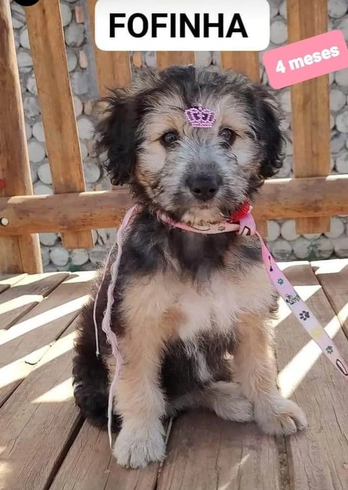 Cachorro raça Srd idade 2 a 6 meses nome Fofinha 