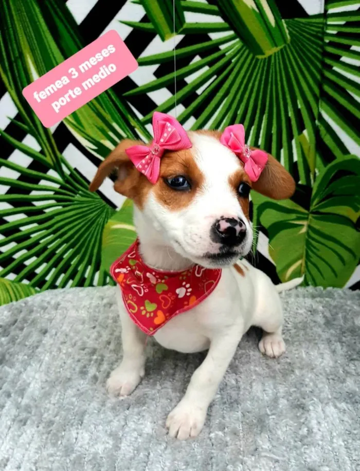 Cachorro raça Srd idade 2 a 6 meses nome Mick 