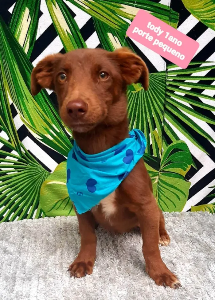 Cachorro raça Srd idade 1 ano nome Tody