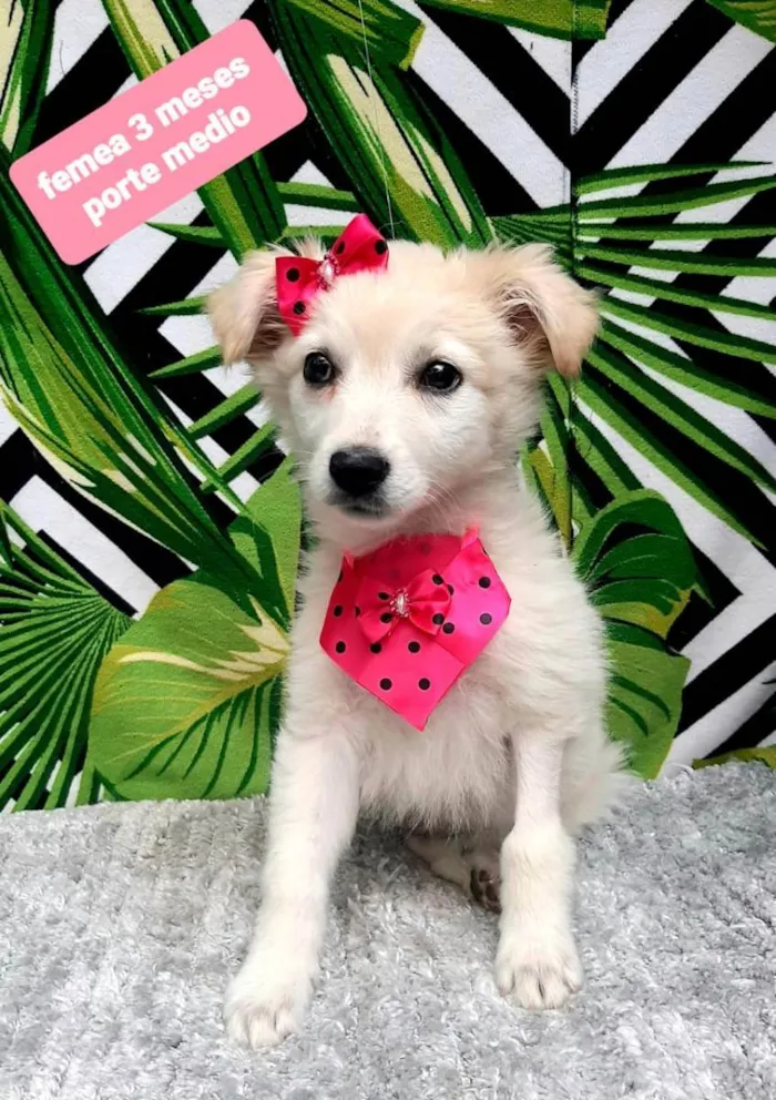 Cachorro raça Srd idade 2 a 6 meses nome Bry 